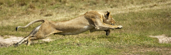 lioness charge